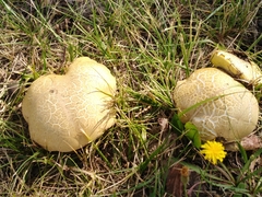 Caloboletus radicans