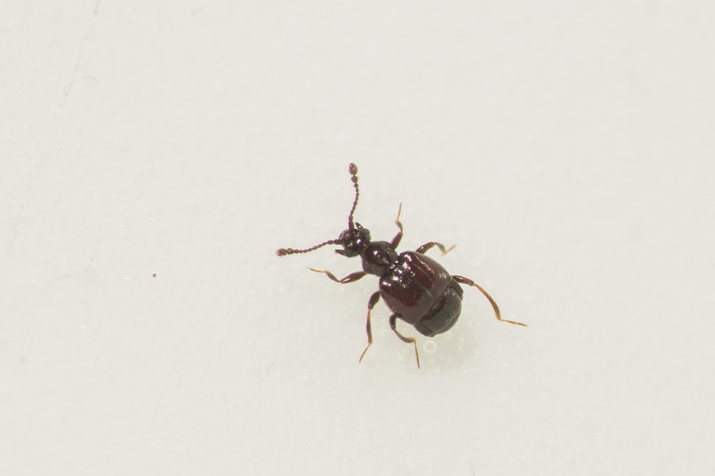 Brachygluta helferi