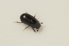 Agrilinus ater
