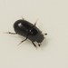 Agrilinus ater - Photo (c) Andreas Bennetsen Boe, some rights reserved (CC BY-NC-ND), uploaded by Andreas Bennetsen Boe