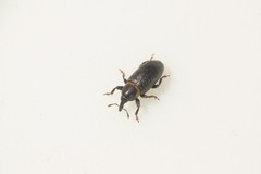 Mecinus collaris