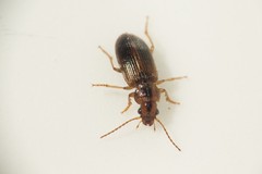 Dicheirotrichus gustavii