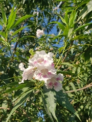 × chitalpa tashkentensis