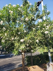 × chitalpa tashkentensis