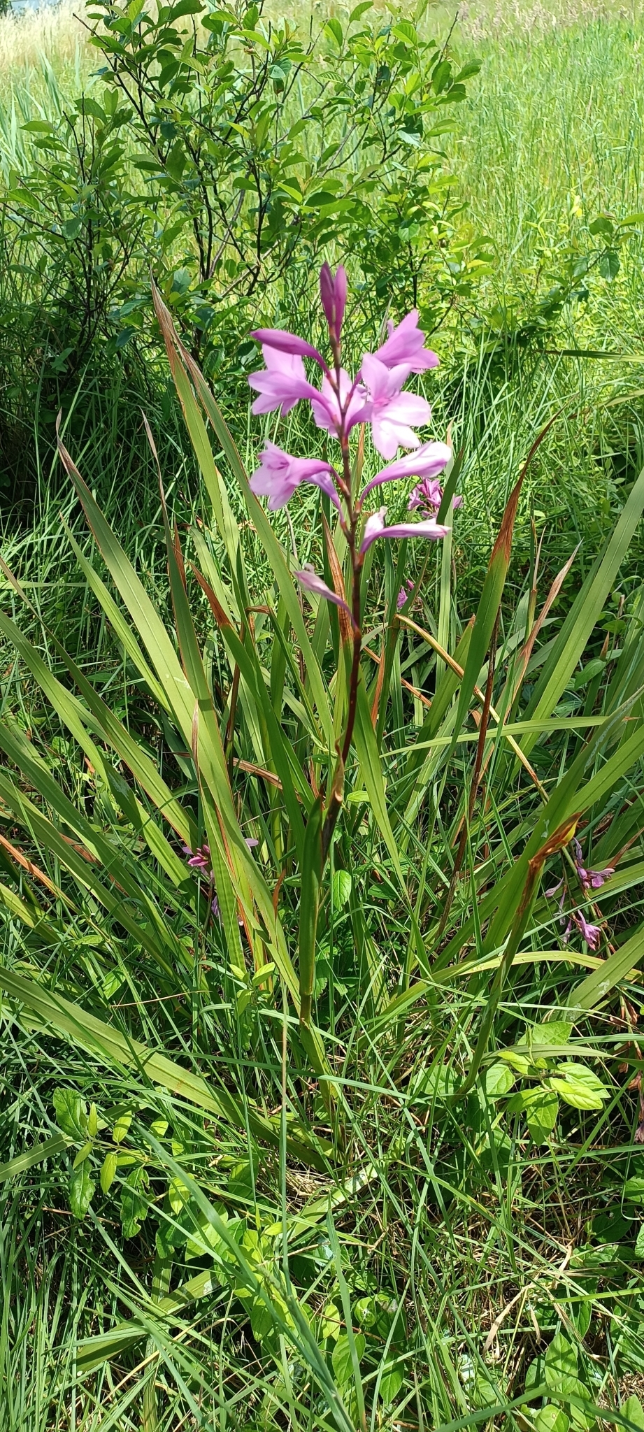 Imagem de Watsonia