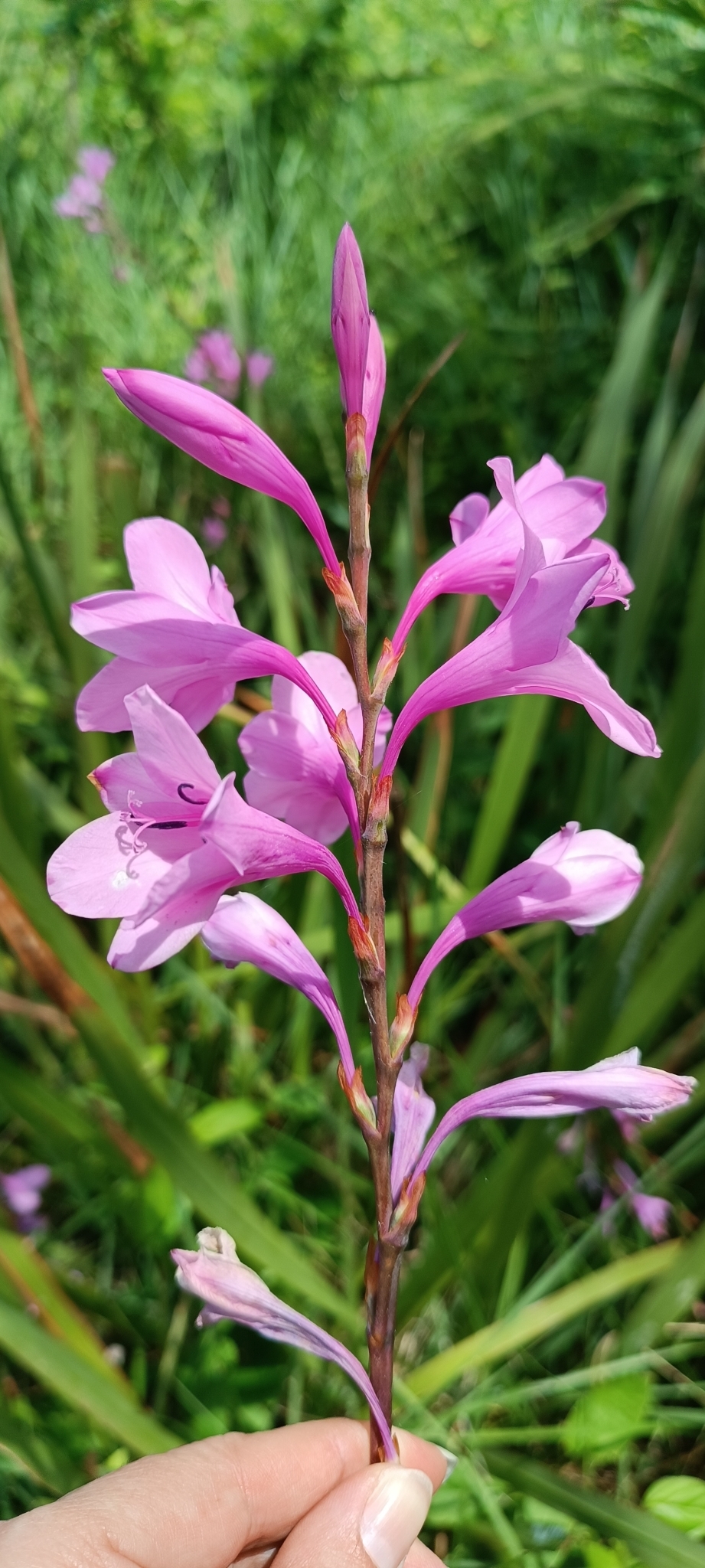 Imagem de Watsonia