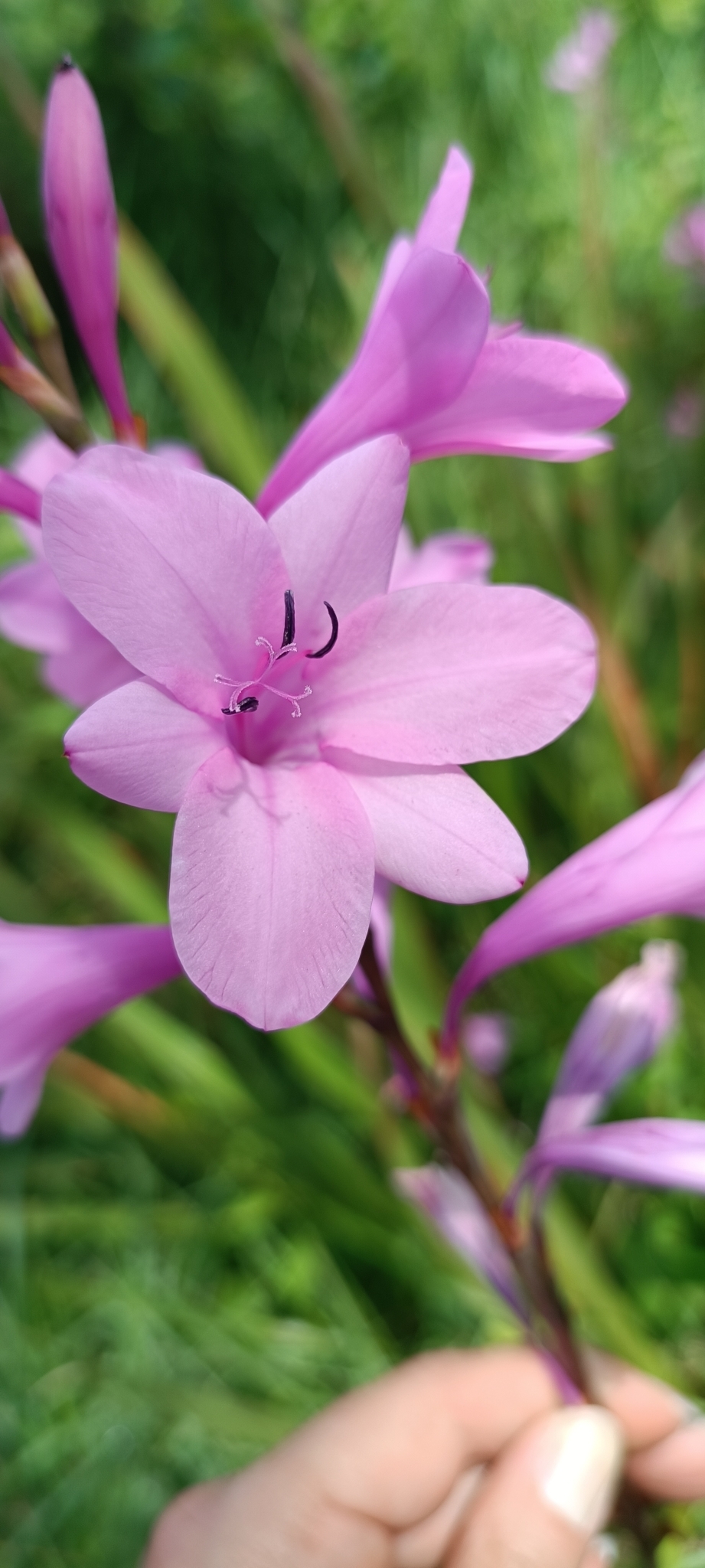 Imagem de Watsonia