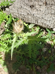 Cirsium clavatum