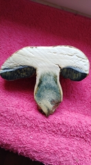 Caloboletus radicans