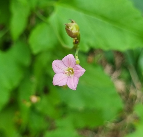 Convolvulus farinosus L.