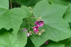 Rubus odoratus