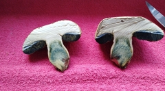 Caloboletus radicans