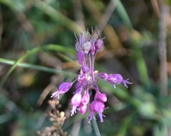 Allium carinatum pulchellum