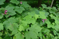 Rubus odoratus