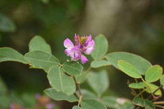 Lespedezinae