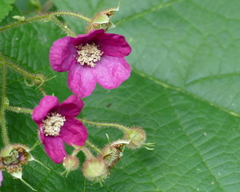 Rubus odoratus