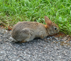 Sylvilagus floridanus