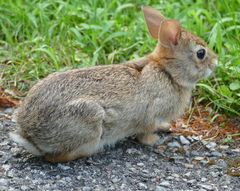 Sylvilagus floridanus