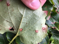 Phyllosticta ampelicida