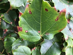 Phyllosticta ampelicida