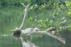 Ardea herodias