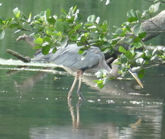 Ardea herodias
