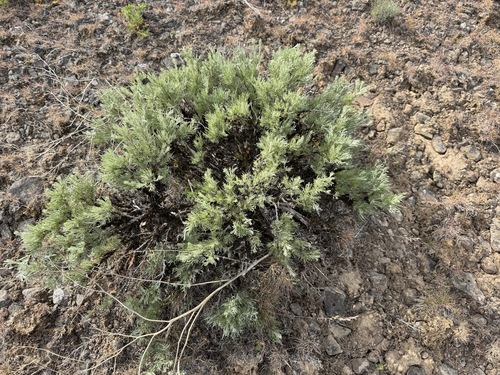 Image of Artemisia rigida by no rights reserved