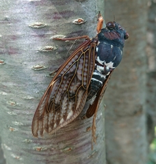 Graptopsaltria nigrofuscata