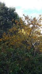 Sophora chathamica