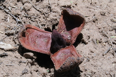 Prosopanche americana