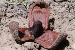 Prosopanche americana