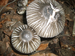 Agaricus endoxanthus