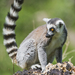 Ring-tailed Lemurs - Photo (c) Tambako The Jaguar, some rights reserved (CC BY-ND)
