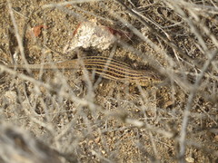 Acanthodactylus erythrurus