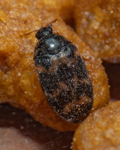 Warehouse Beetle photo 6