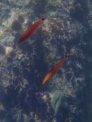 Halichoeres californicus