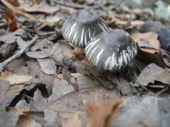 Agaricus endoxanthus