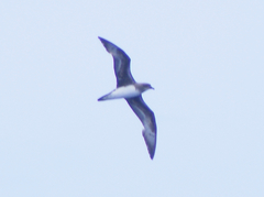 Pterodroma arminjoniana