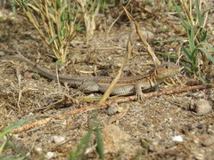 Acanthodactylus erythrurus