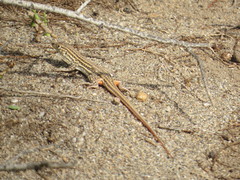 Acanthodactylus erythrurus
