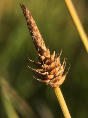 Image of Carex capitata by (c) Matt Berger, some rights reserved (CC BY)