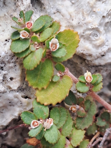 Image of Euphorbia pergamena by (c) keesgroenendijk, some rights reserved (CC BY)