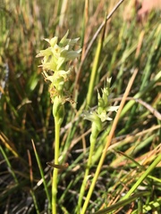 Spiranthes × stellata