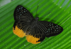Mooreana trichoneura
