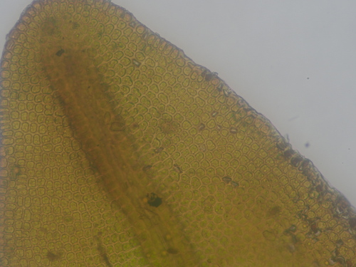 Image of Geheebia tophacea by no rights reserved