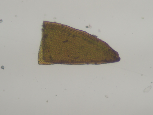 Image of Geheebia tophacea by no rights reserved