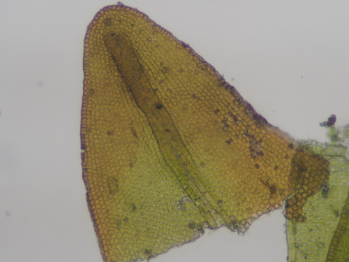 Image of Geheebia tophacea by no rights reserved