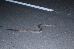 Boa constrictor occidentalis