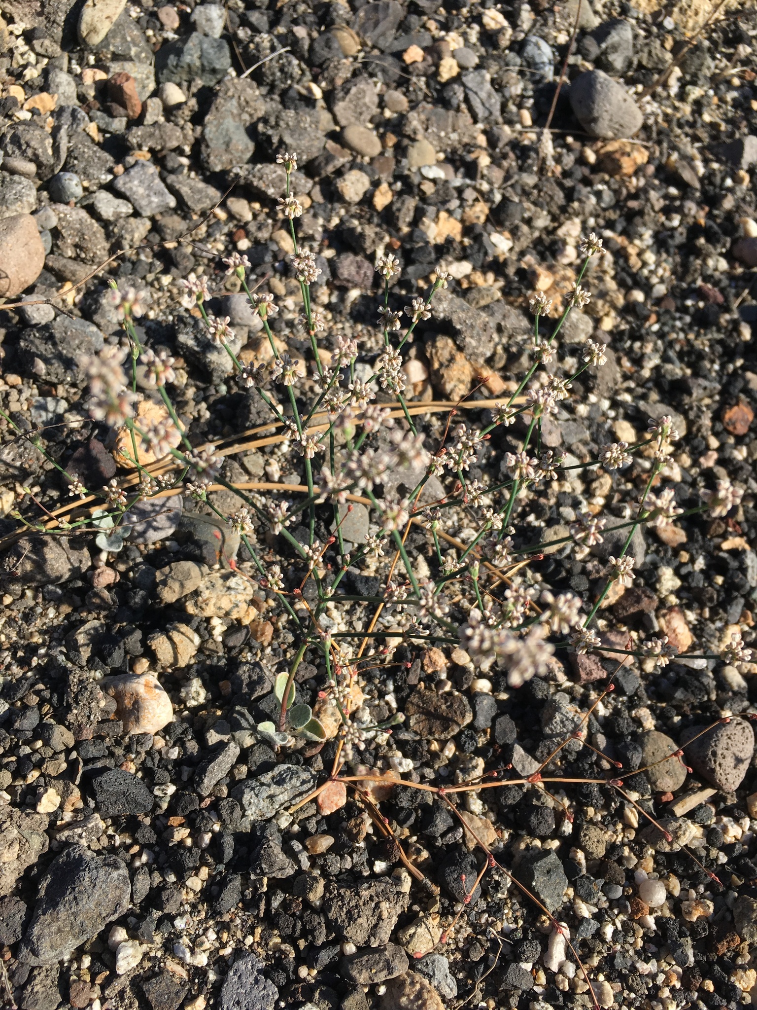 Eriogonum luteolum var. saltuarium