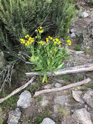 Senecio schweinfurthii image